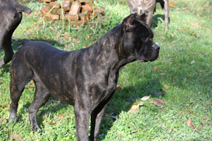 old world cane corso shade